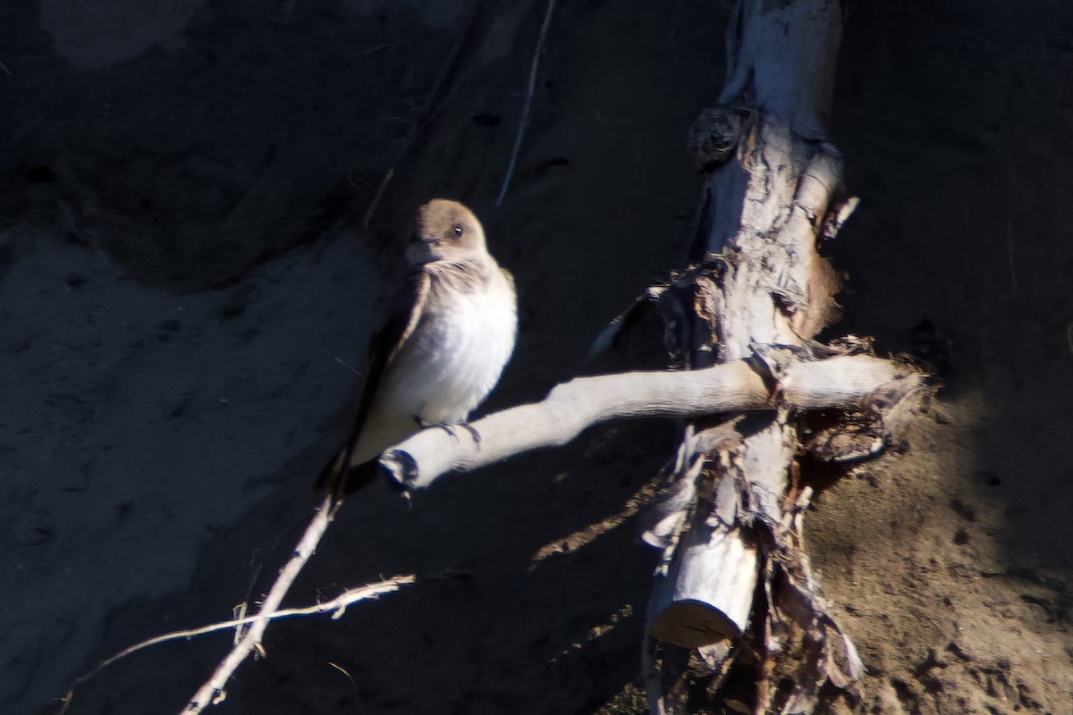 Northern Rough-winged Swallow - Frederick Matsen