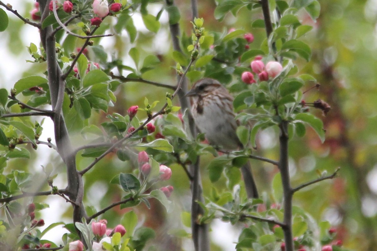 Song Sparrow - Martha Huestis