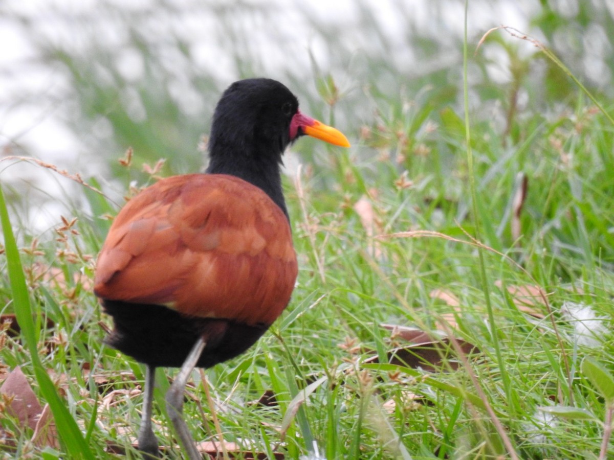 Wattled Jacana - Leonardo Bordin