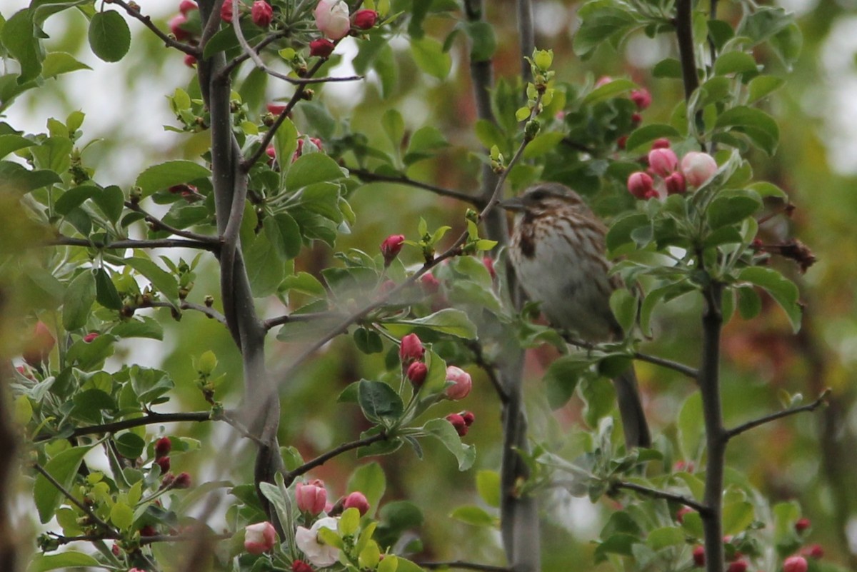 Song Sparrow - Martha Huestis