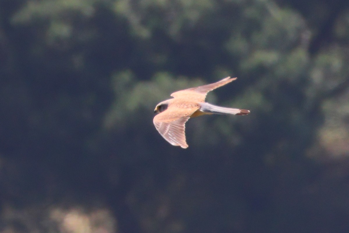 Eurasian Kestrel - ML619304210