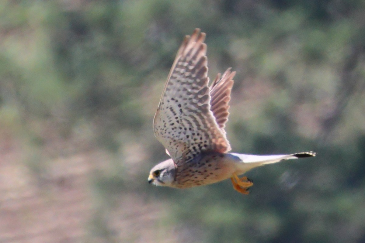 Eurasian Kestrel - ML619304211