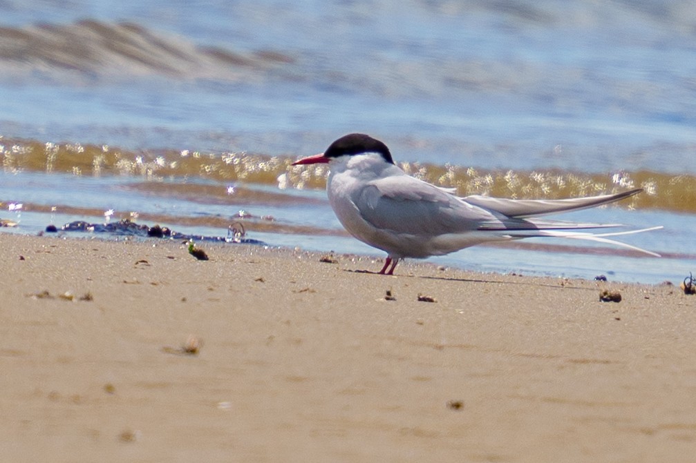 Arctic Tern - ML619304218