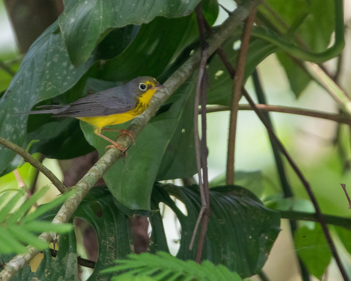 Canada Warbler - ML619304233