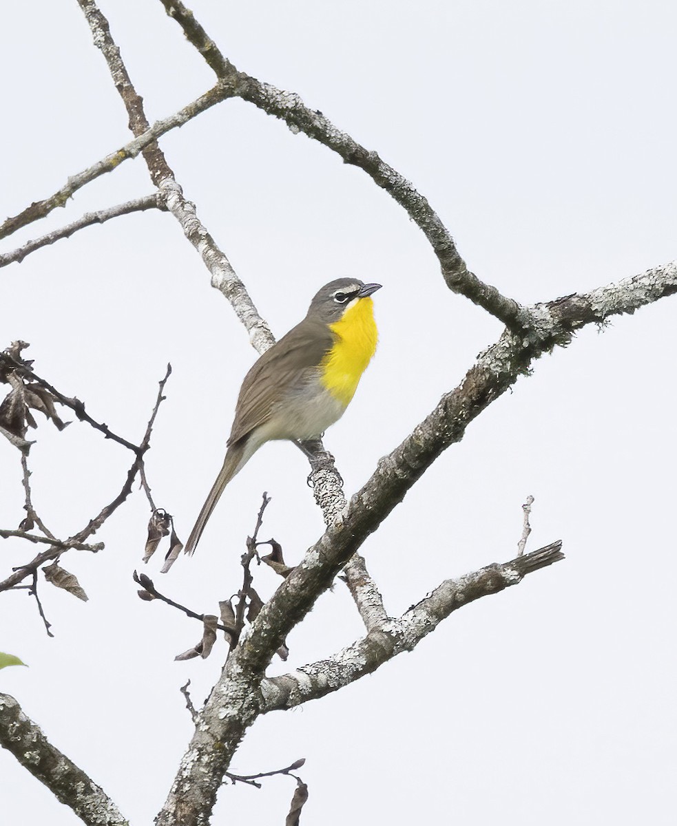 Yellow-breasted Chat - ML619304235