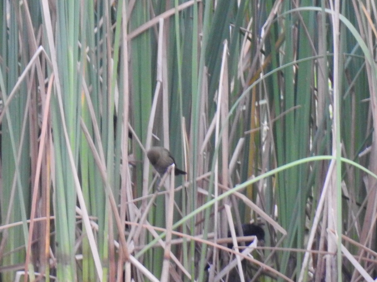 Chestnut-capped Blackbird - ML619304244