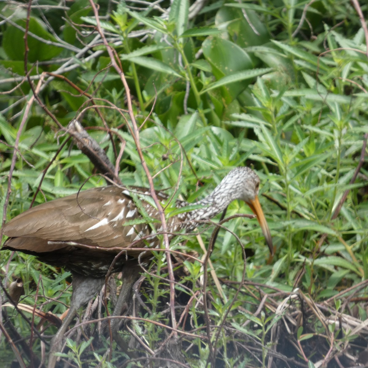 Limpkin - Yvonne Tso