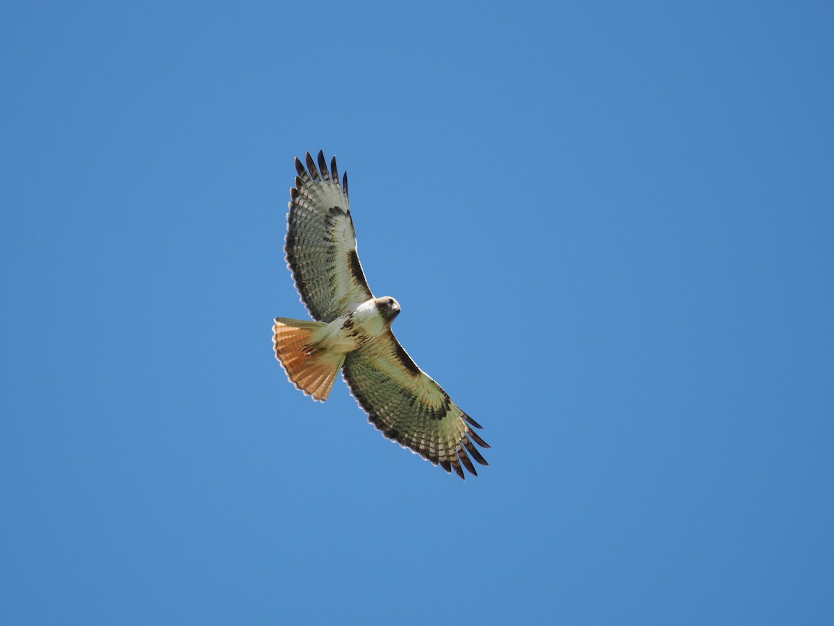 Red-tailed Hawk - ML619304257