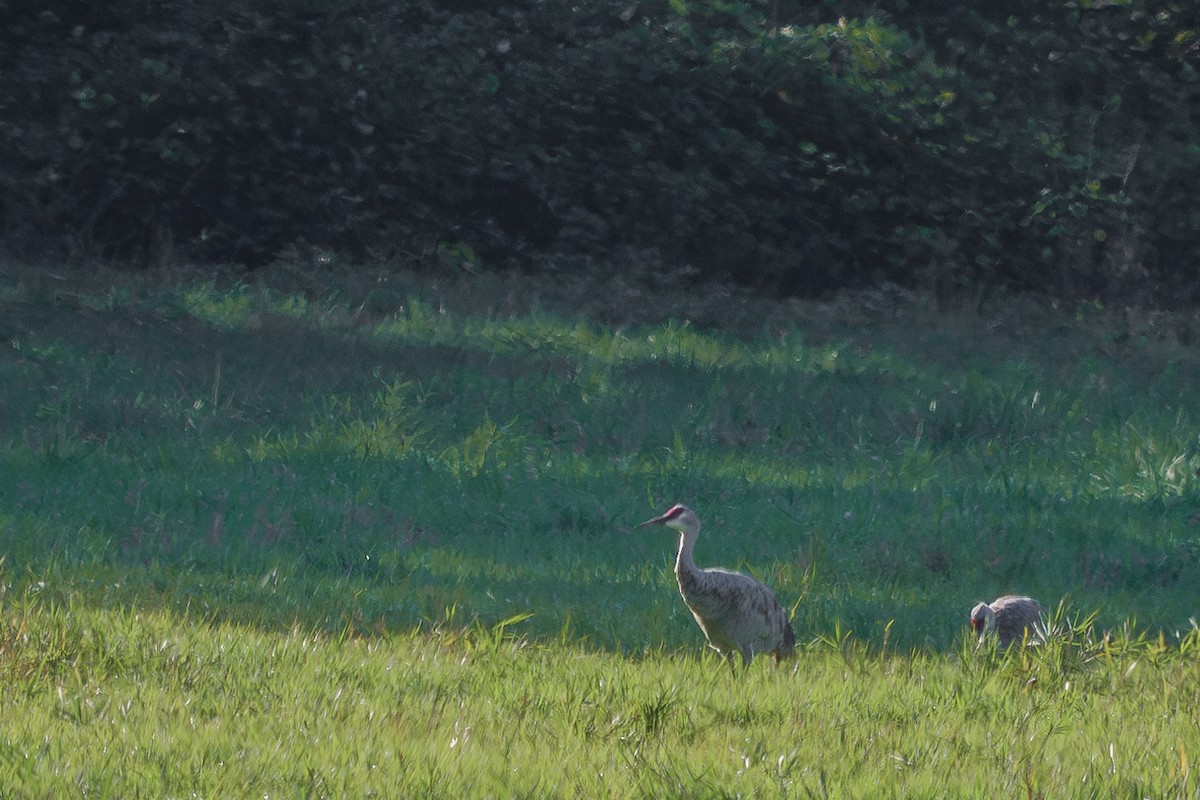 Sandhill Crane - ML619304259