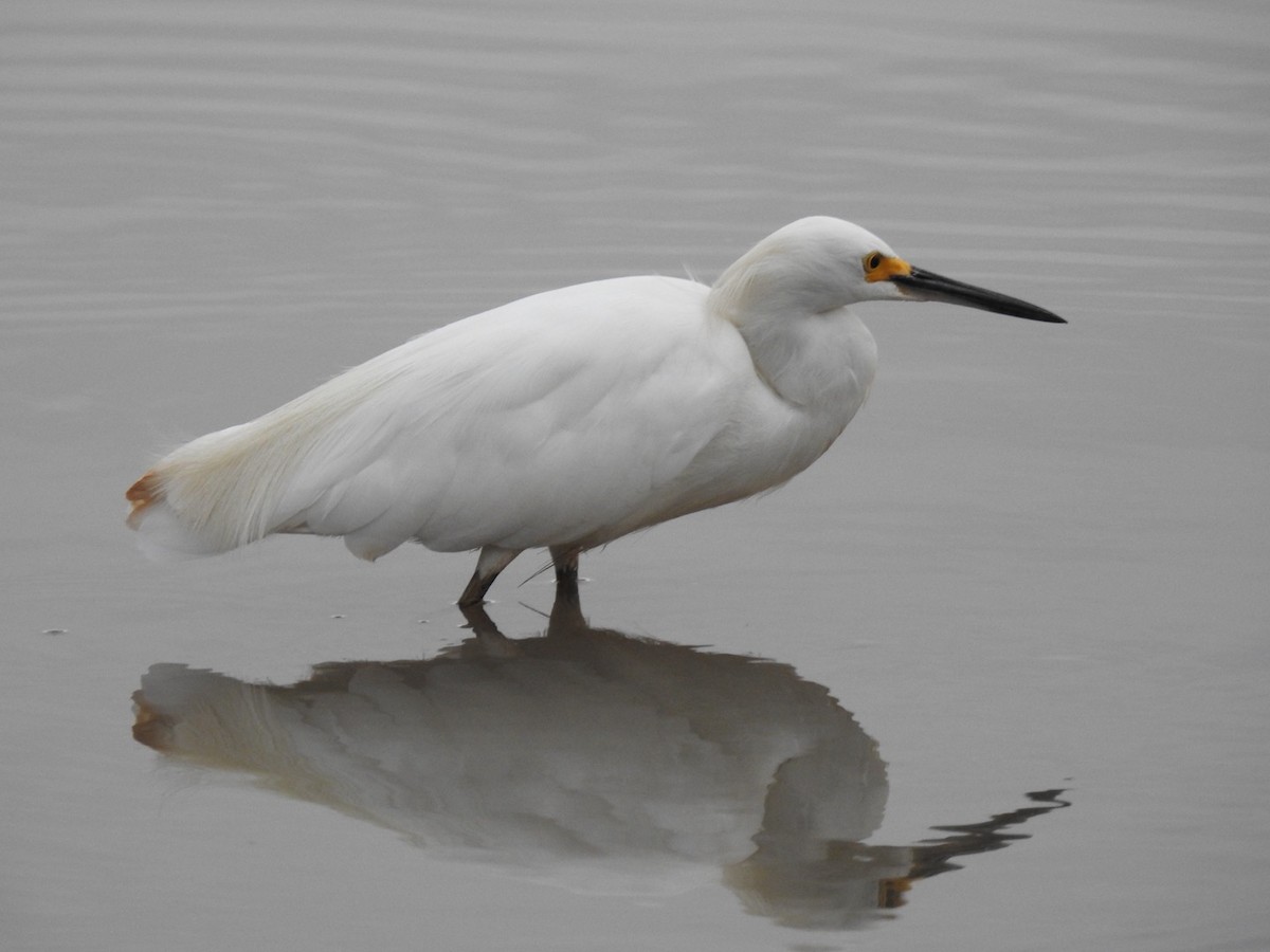 Snowy Egret - Leonardo Bordin