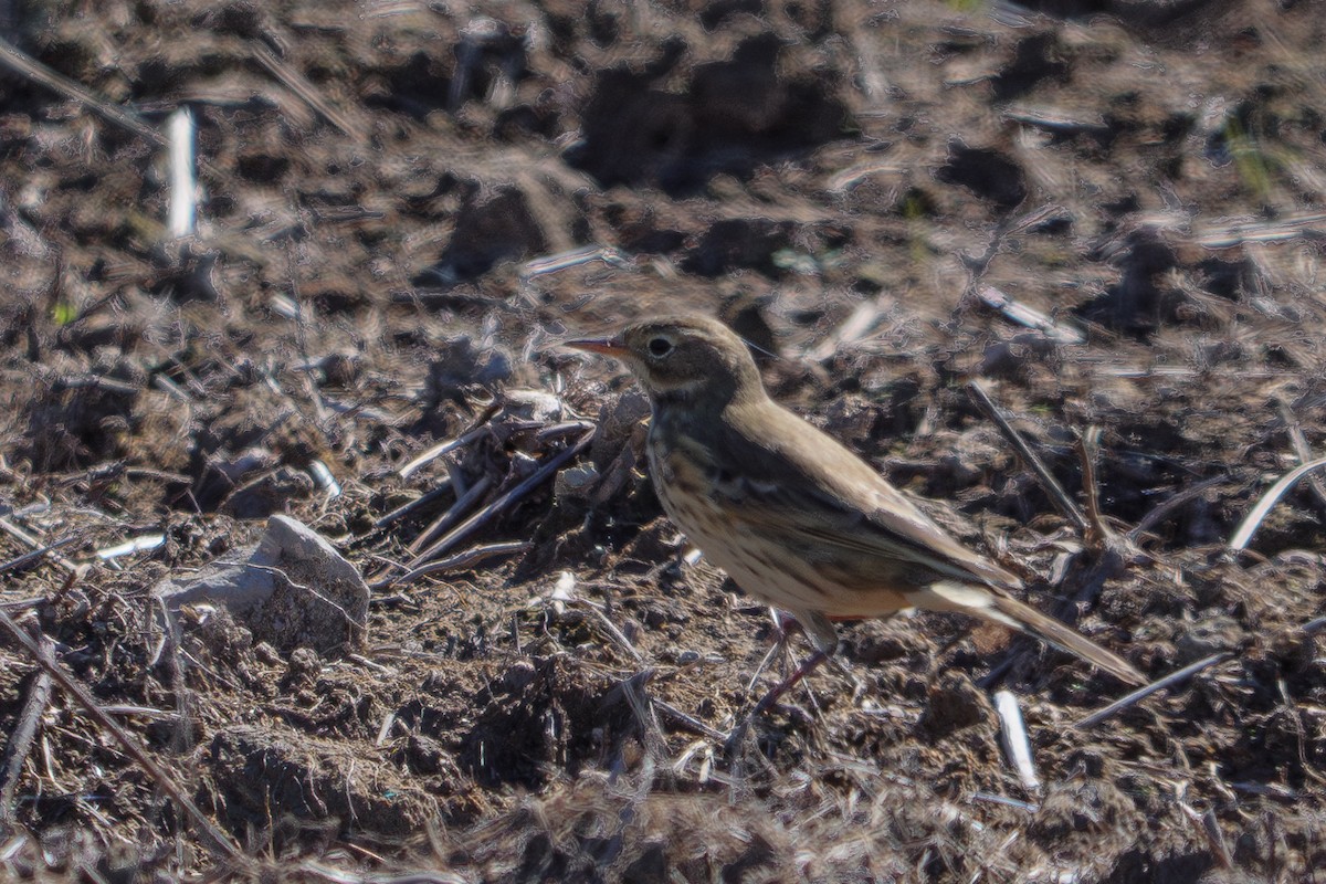 American Pipit - Grace Oliver