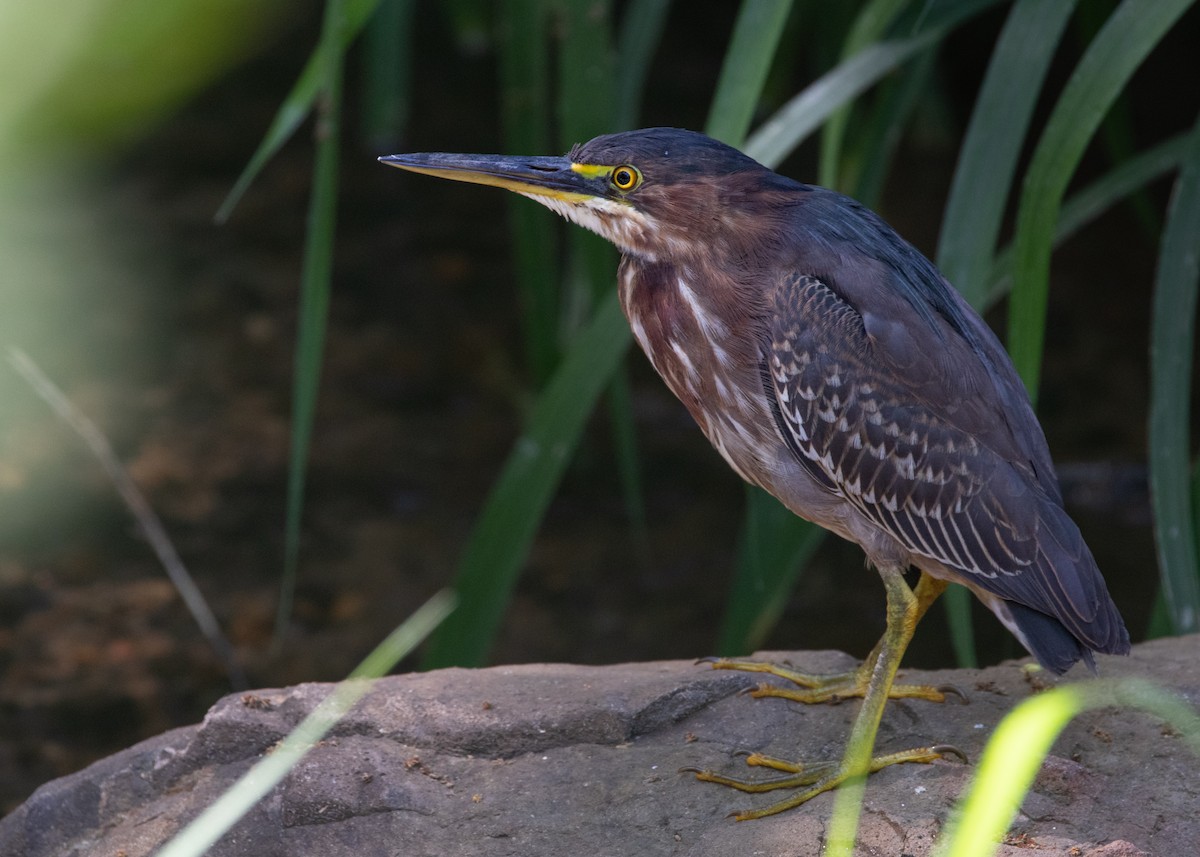 Green Heron - ML619304303