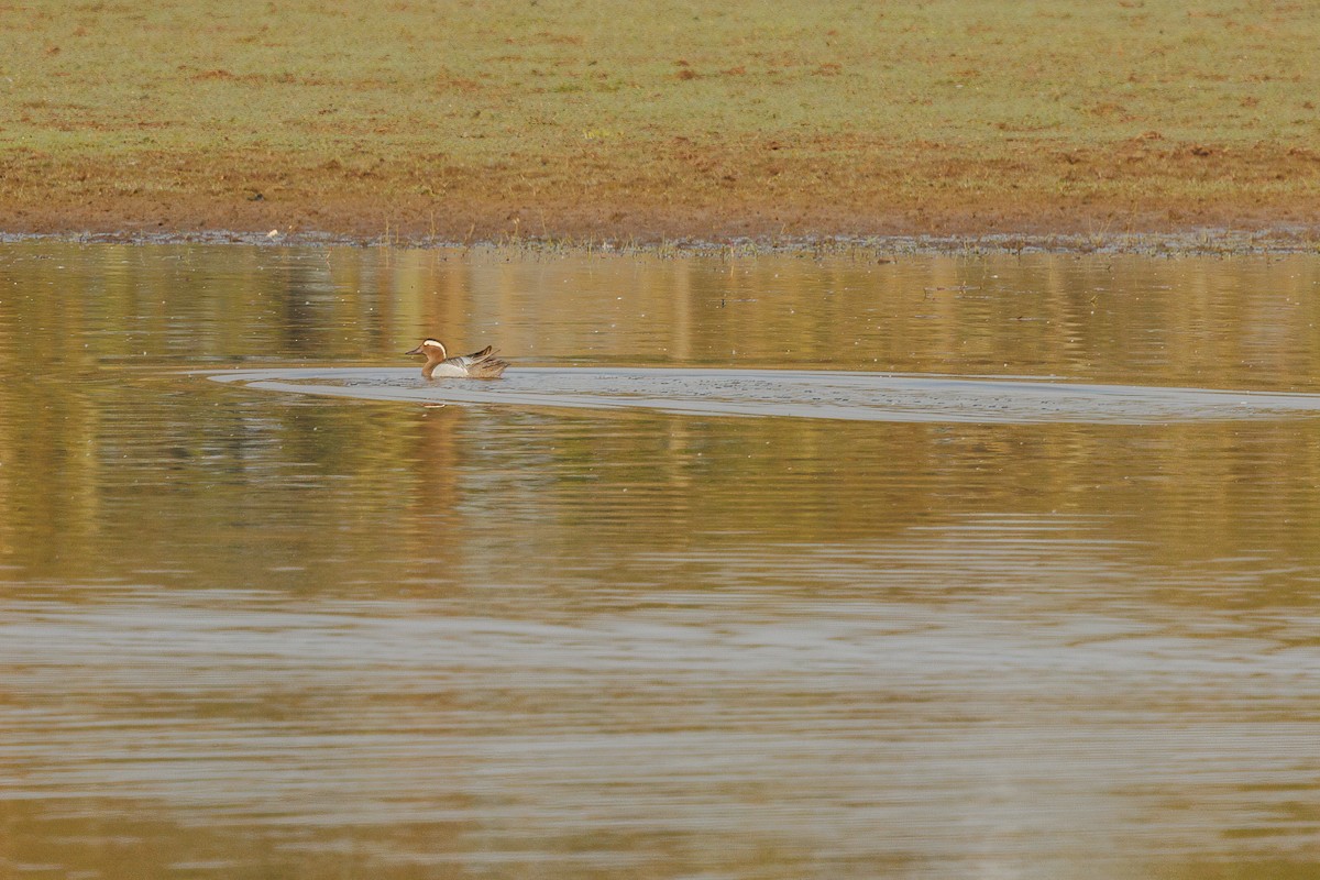 Garganey - ML619304310