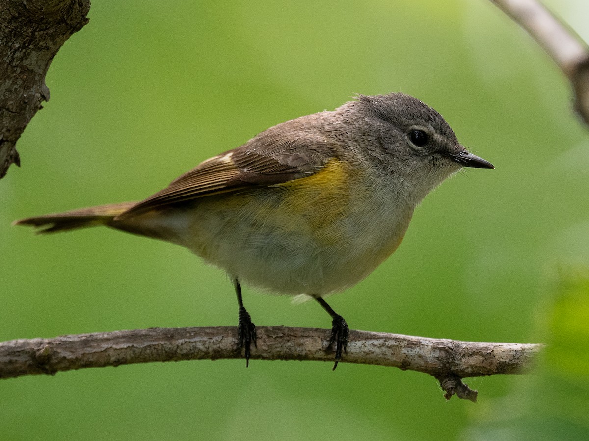 American Redstart - Mike Schijf