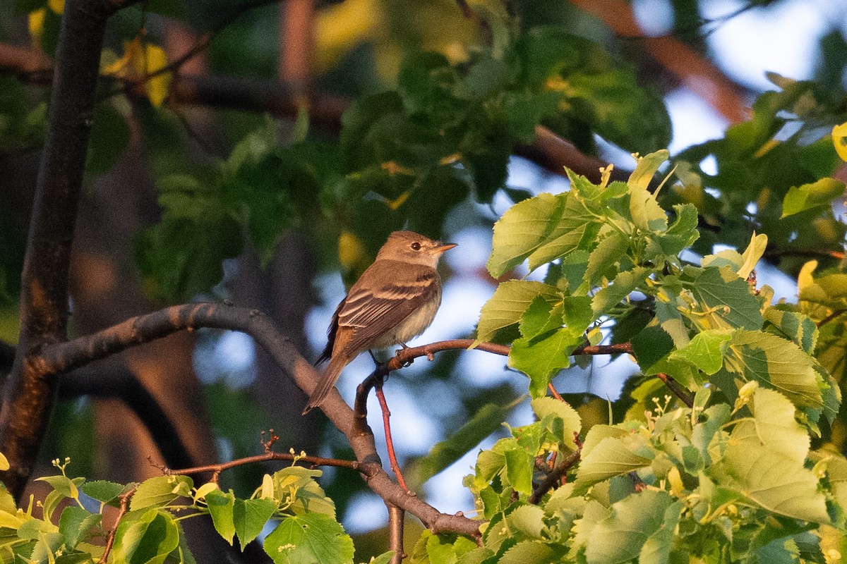 Willow Flycatcher - ML619304320