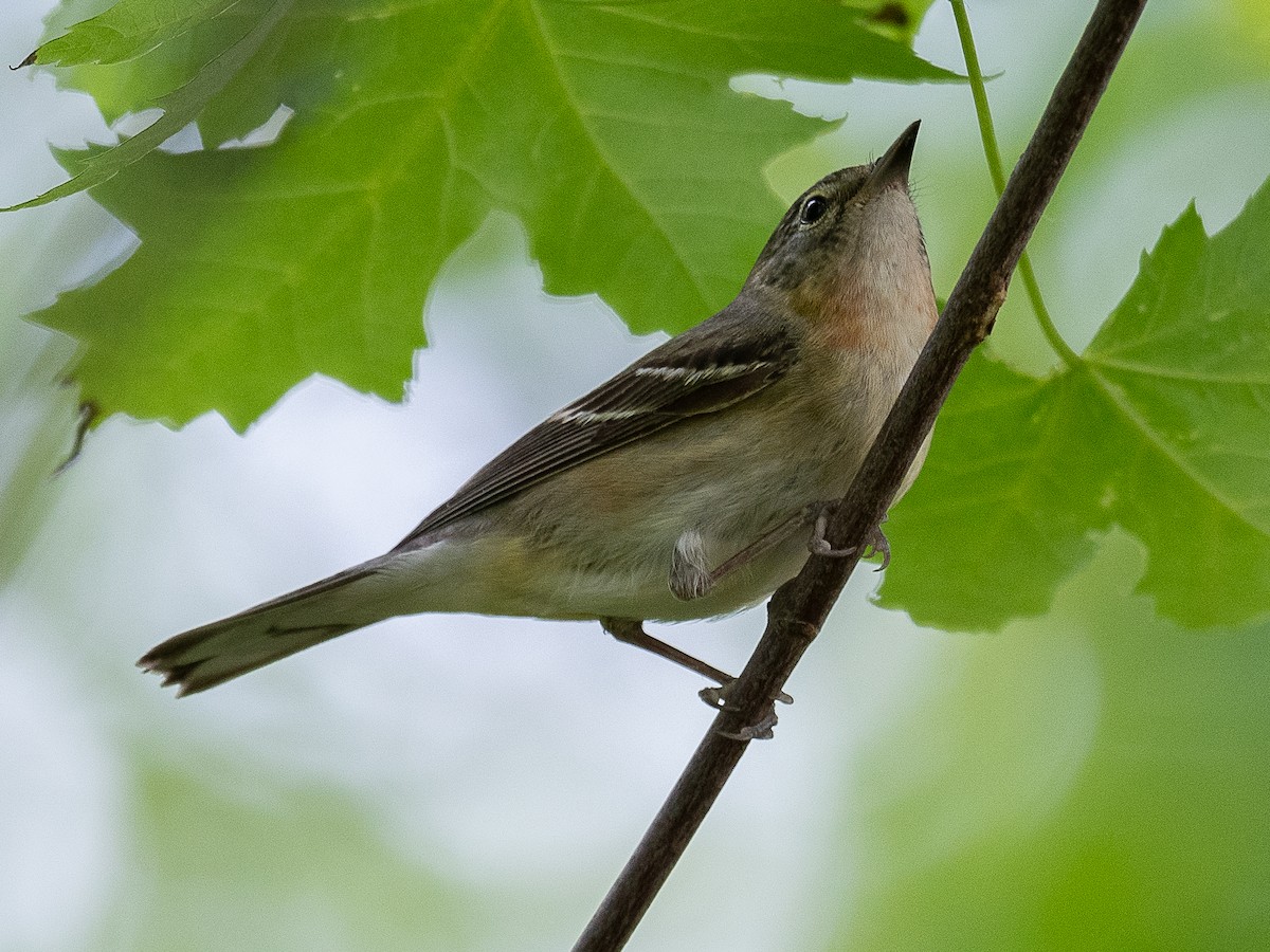 Bay-breasted Warbler - Mike Schijf