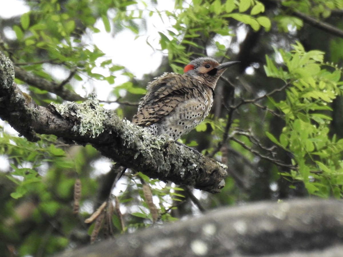 Northern Flicker (Yellow-shafted) - Nancy Tully