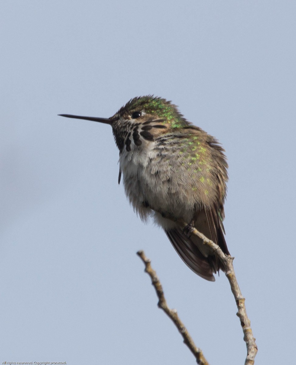 Calliope Hummingbird - Carol Sparkes
