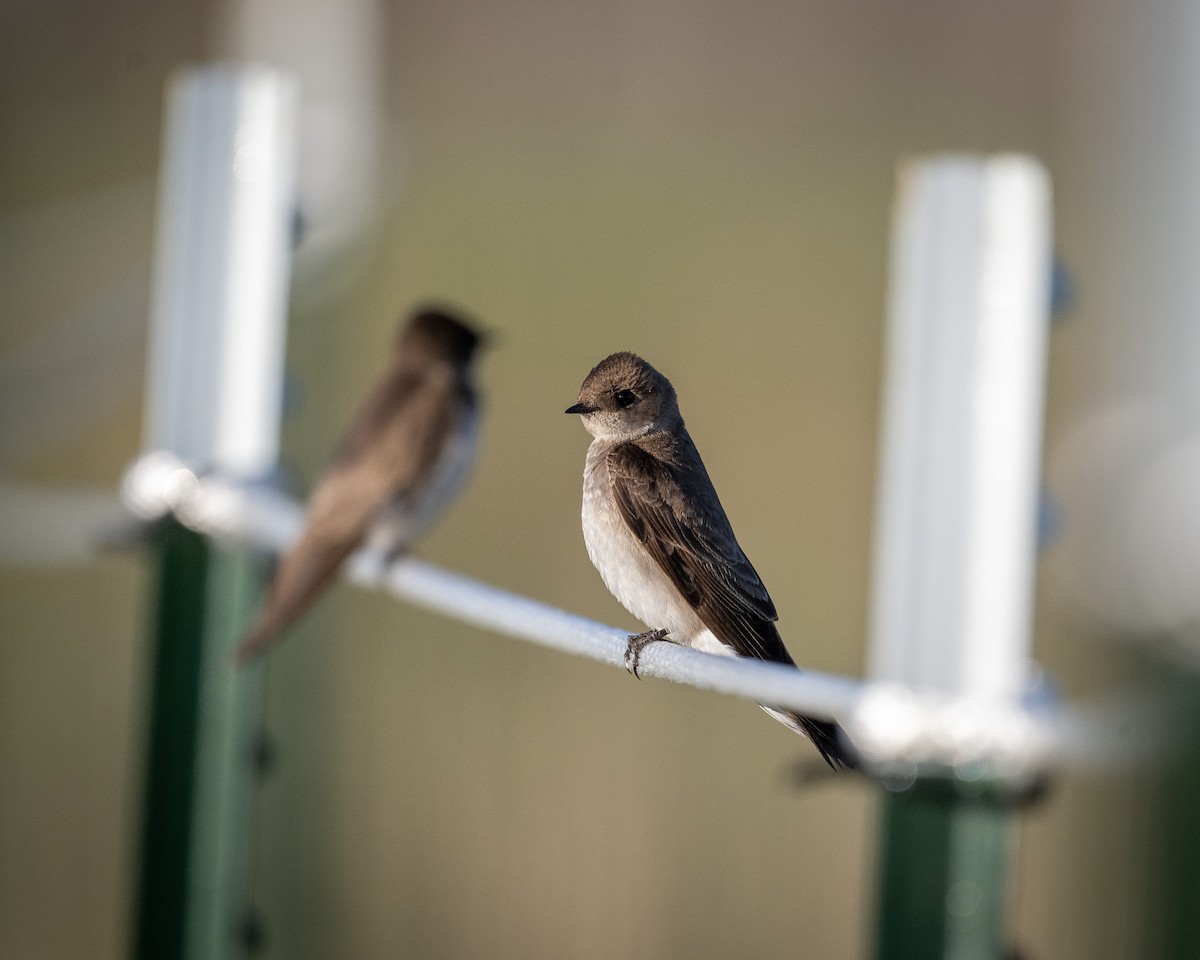 Northern Rough-winged Swallow - ML619304370