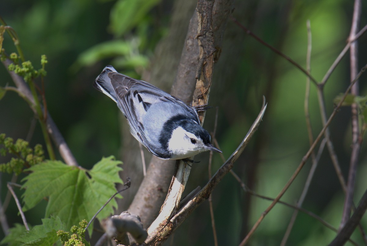 White-breasted Nuthatch - John & Linda Prentice/Gindler