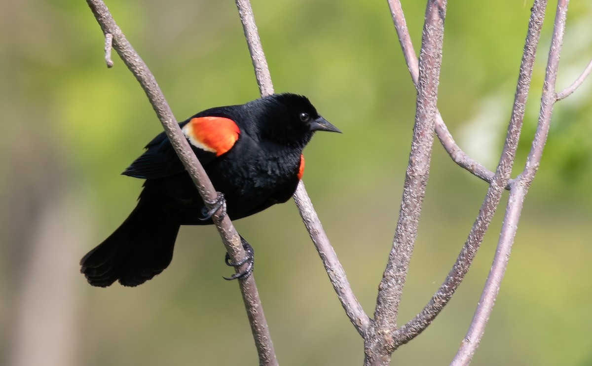 Red-winged Blackbird - Kathleen Keef