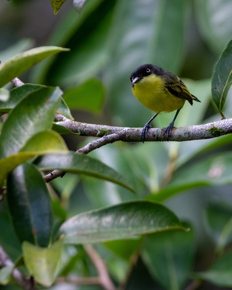 Common Tody-Flycatcher - ML619304389