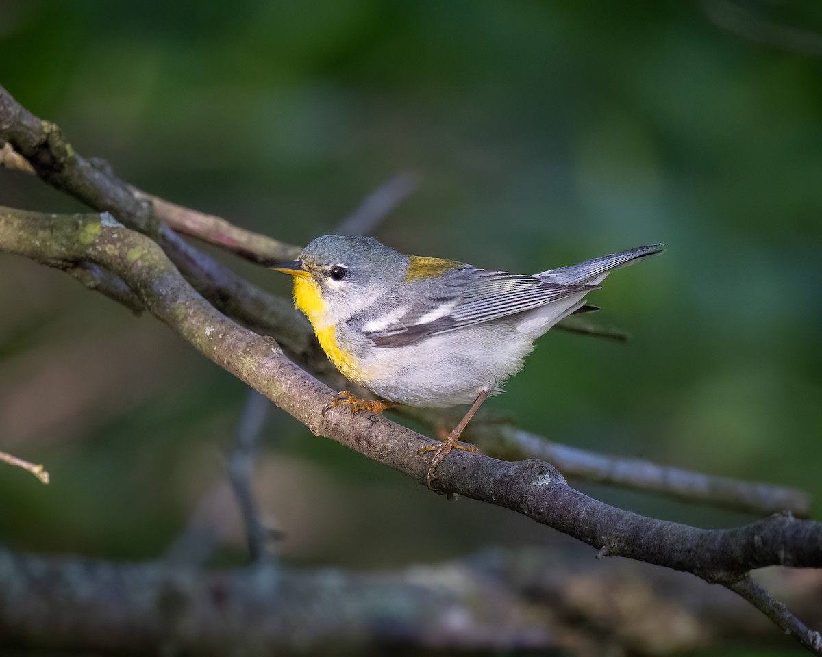 Northern Parula - Graham Deese