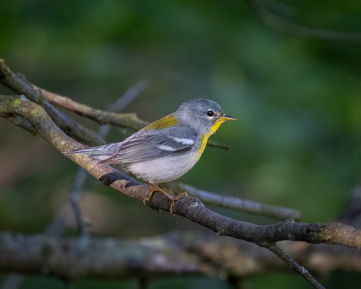 Northern Parula - Graham Deese