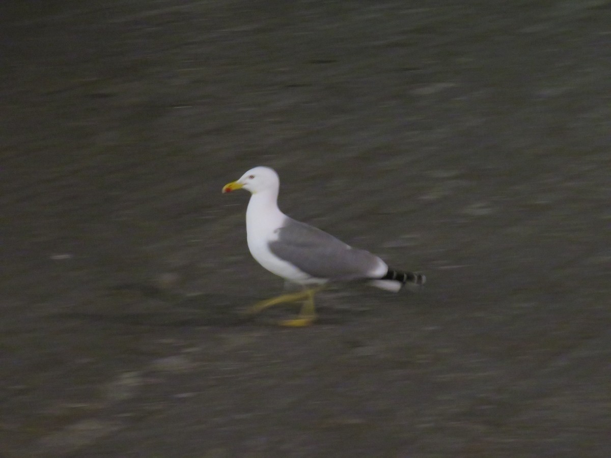 Yellow-legged Gull - Eric Cormier