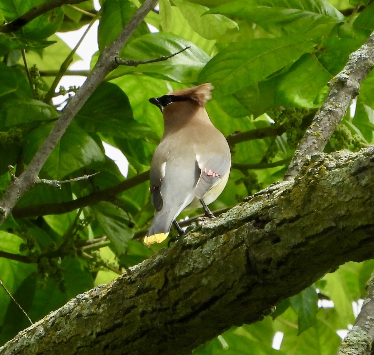 Cedar Waxwing - Gene Muller