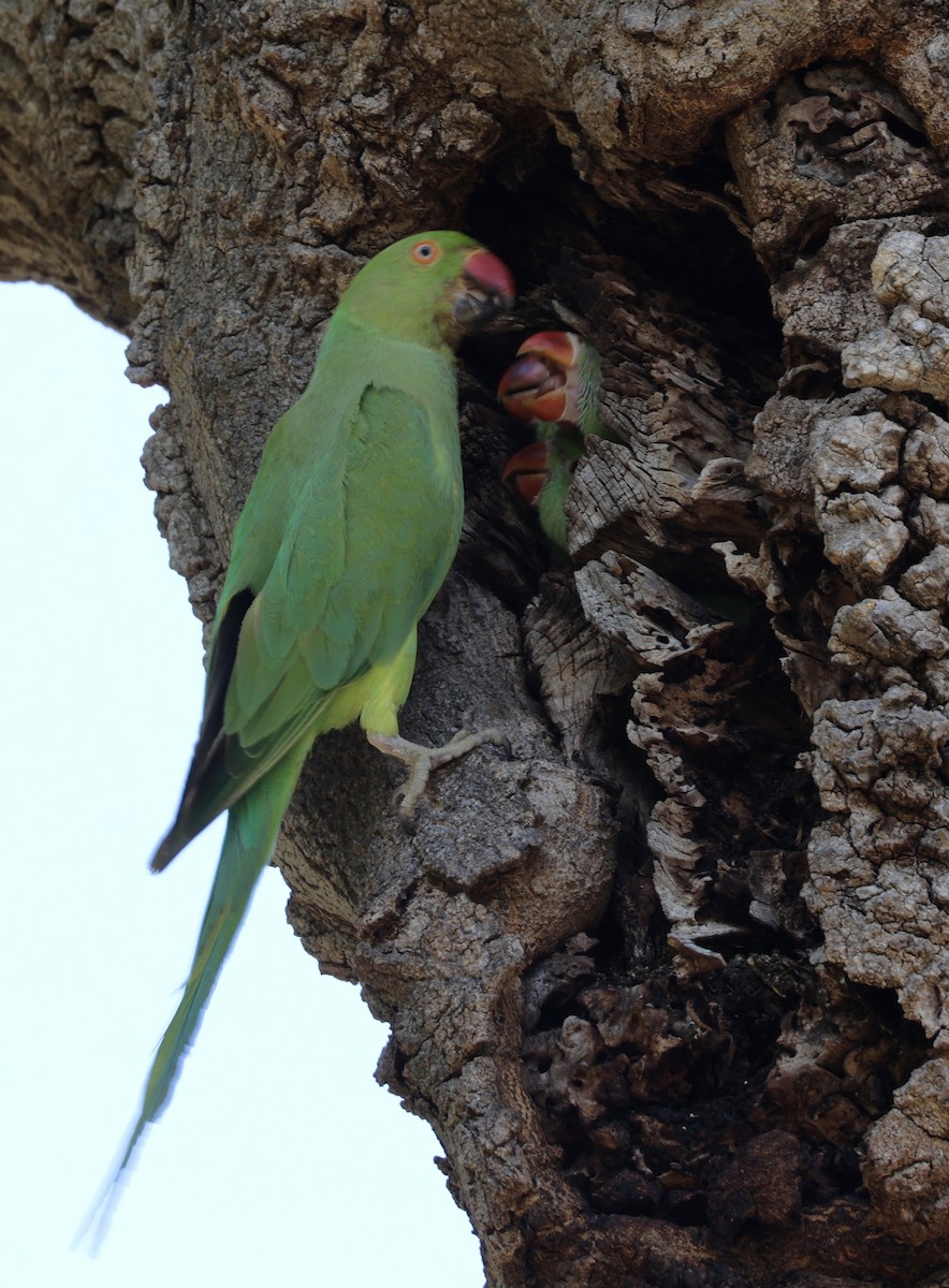 Rose-ringed Parakeet - Scott Rauland