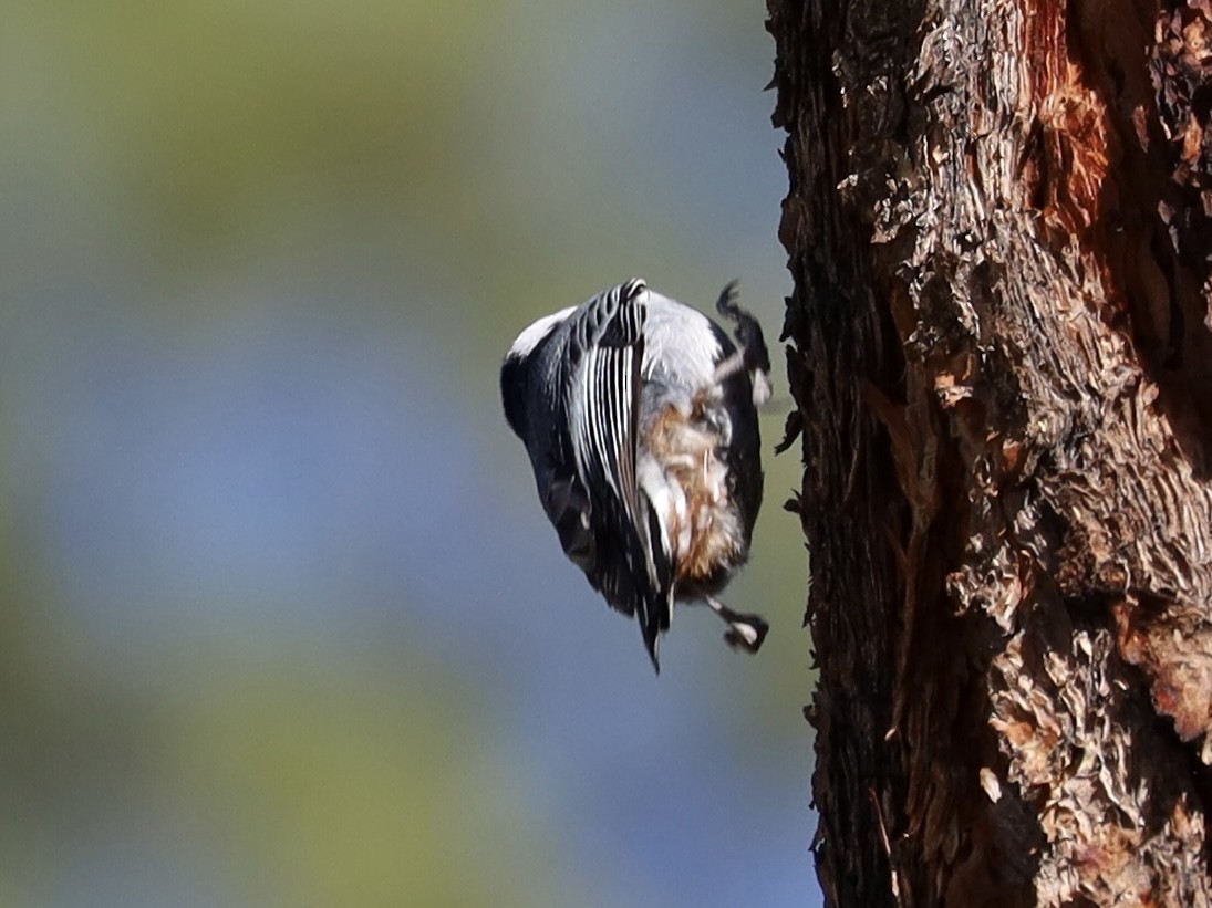 White-breasted Nuthatch - Mohini Rawool-Sullivan