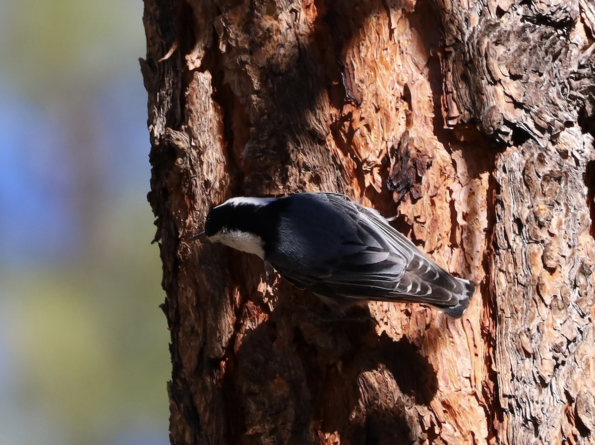 White-breasted Nuthatch - Mohini Rawool-Sullivan