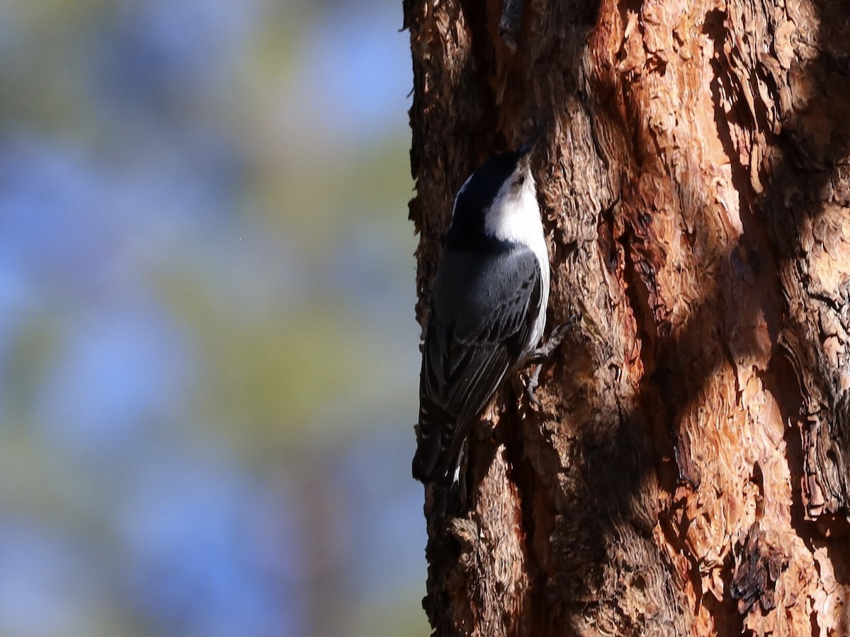 White-breasted Nuthatch - Mohini Rawool-Sullivan