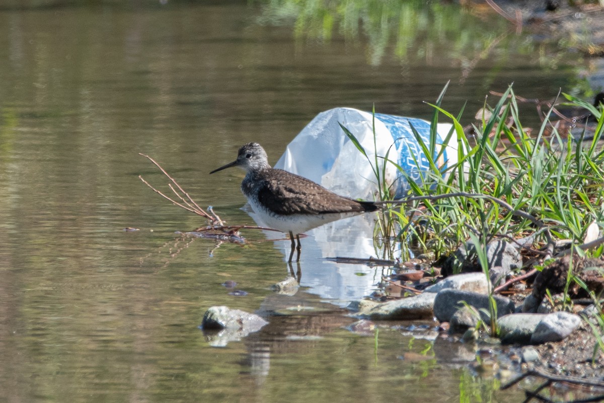 Solitary Sandpiper - ML619304438