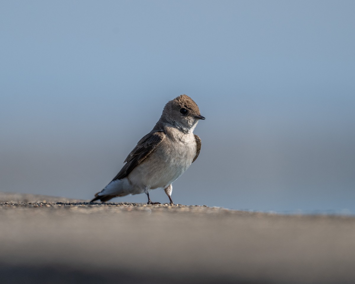 Northern Rough-winged Swallow - Graham Deese