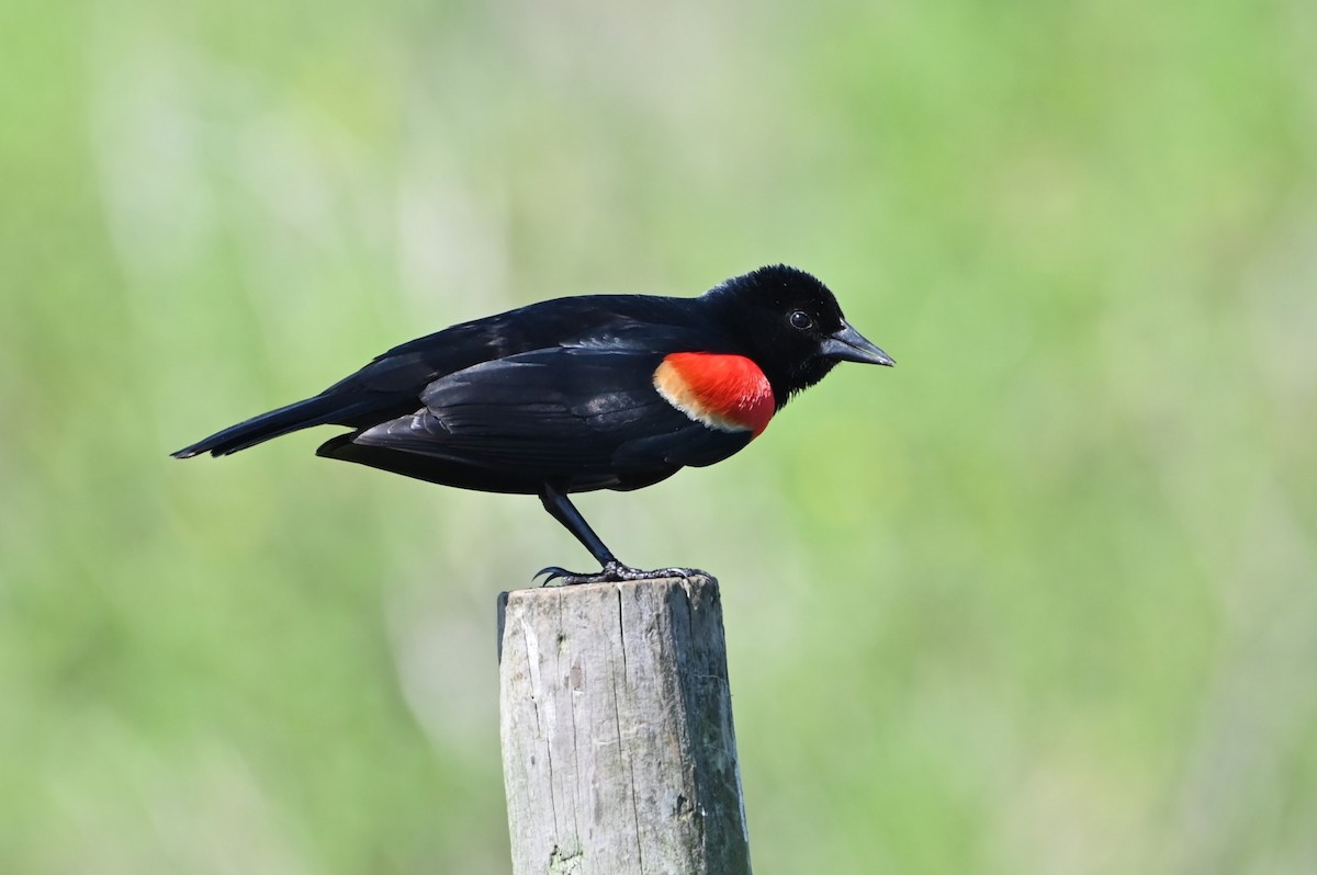 Red-winged Blackbird - Jim Highberger