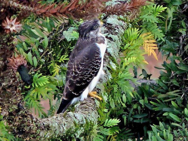 Short-tailed Hawk - Katryane Camile
