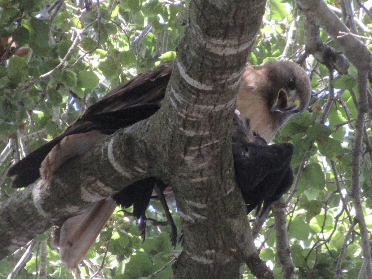 Red-tailed Hawk - ML619304450