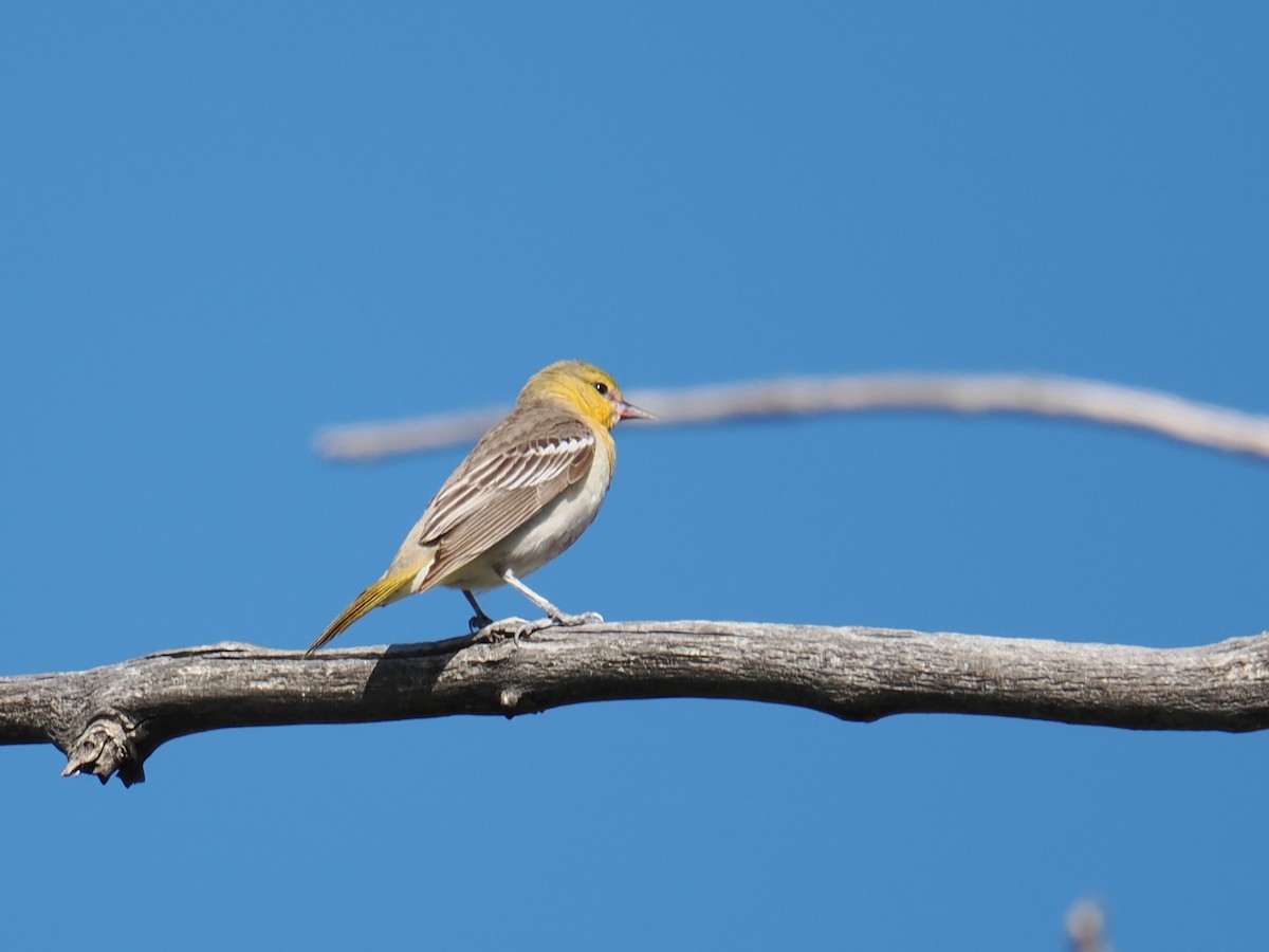 Bullock's Oriole - ML619304470