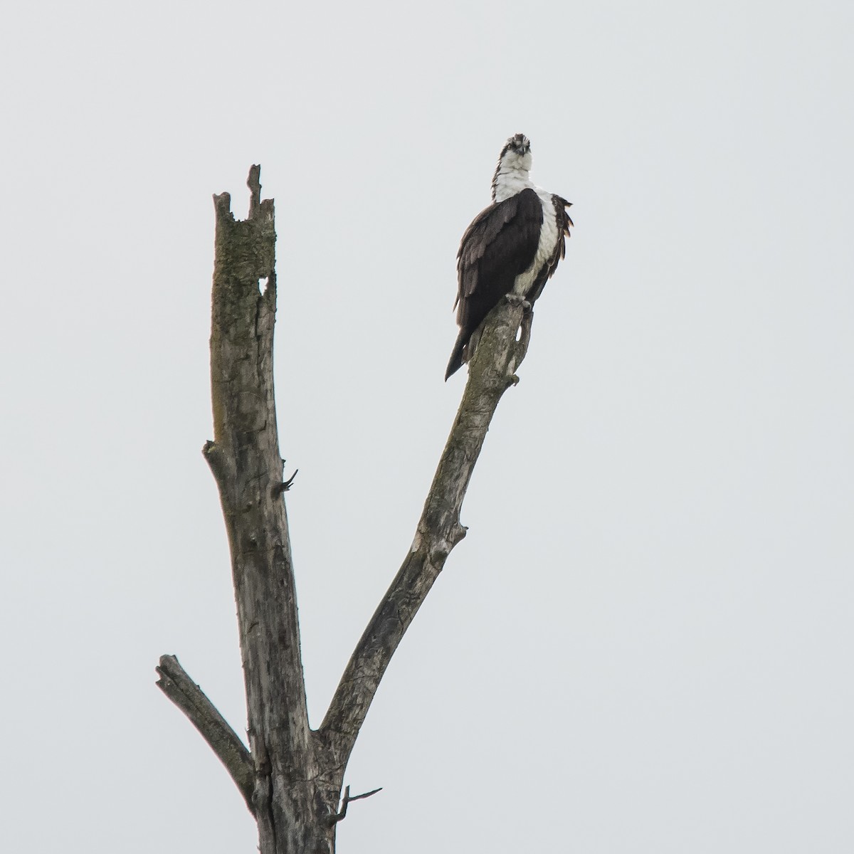 Osprey - Nick Balachanoff