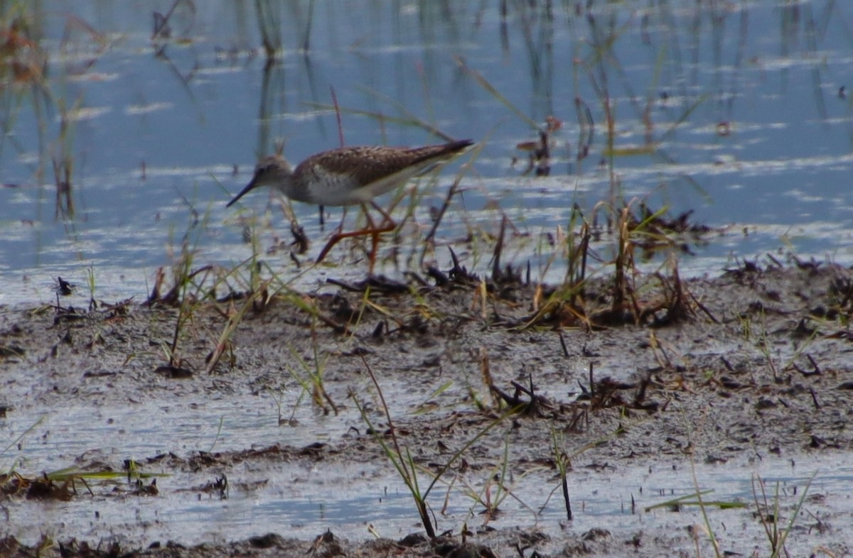 Lesser Yellowlegs - Dianne Murray