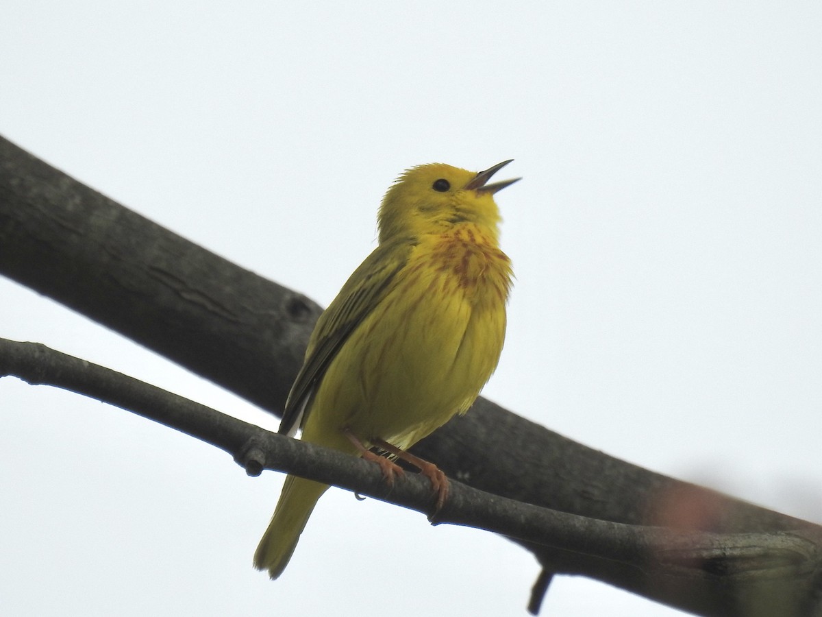 Yellow Warbler - Nancy Tully