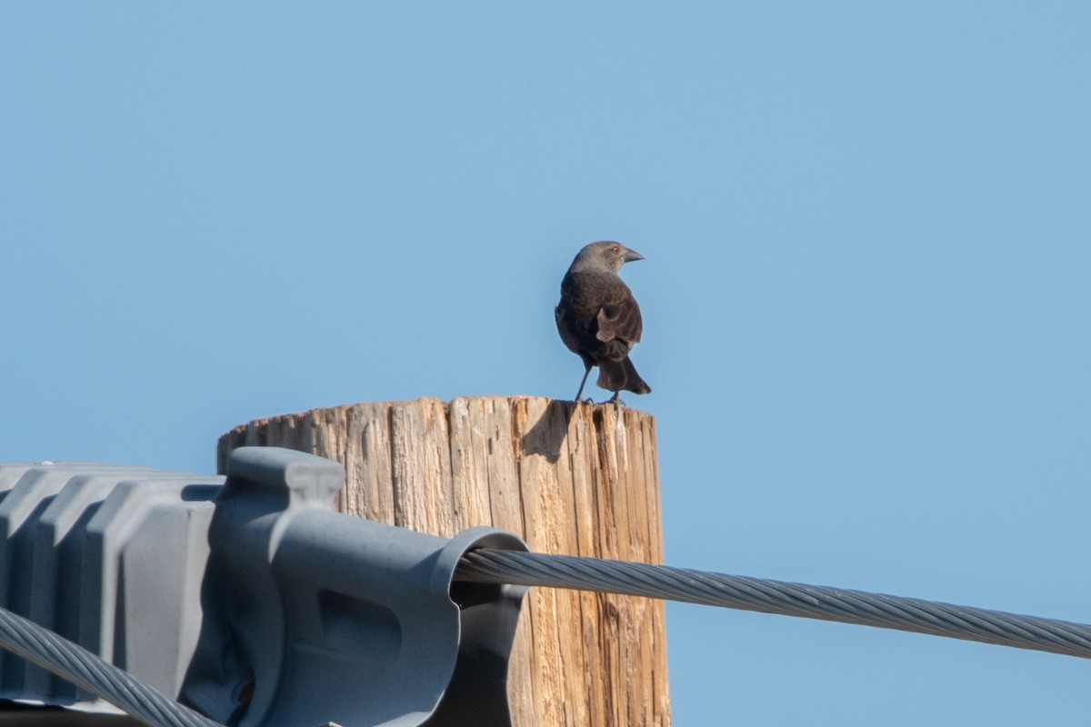 Bronzed Cowbird - ML619304497