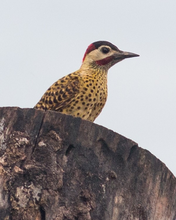 Green-barred Woodpecker - Felipe Gulin