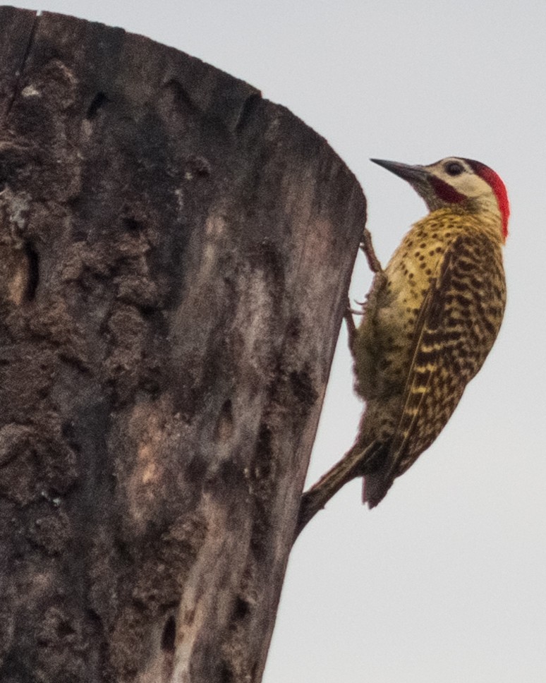 Green-barred Woodpecker - Felipe Gulin