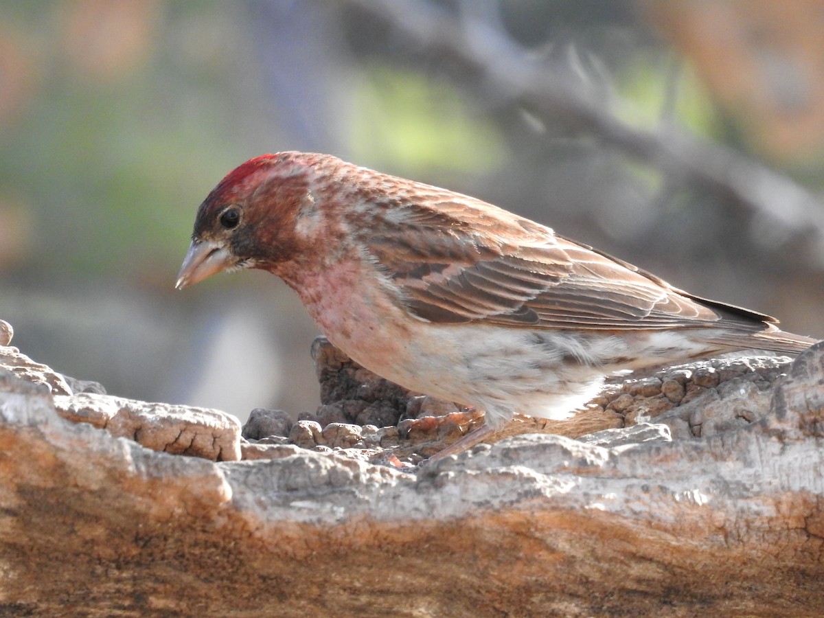 Cassin's Finch - ML619304510