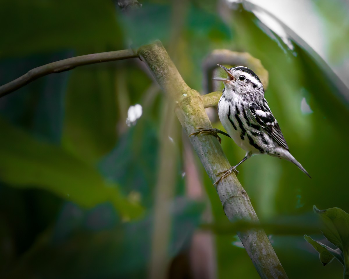Black-and-white Warbler - ML619304515