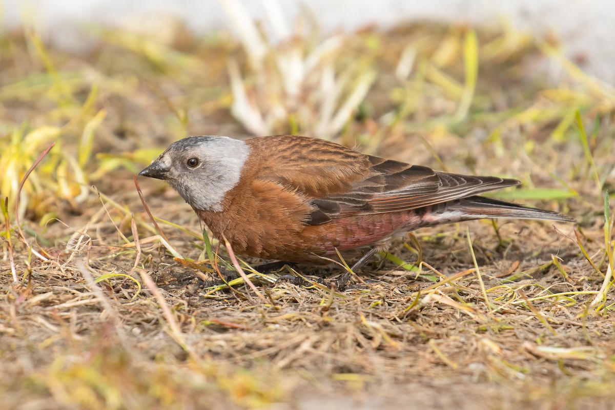 Roselin à tête grise (littoralis) - ML619304517