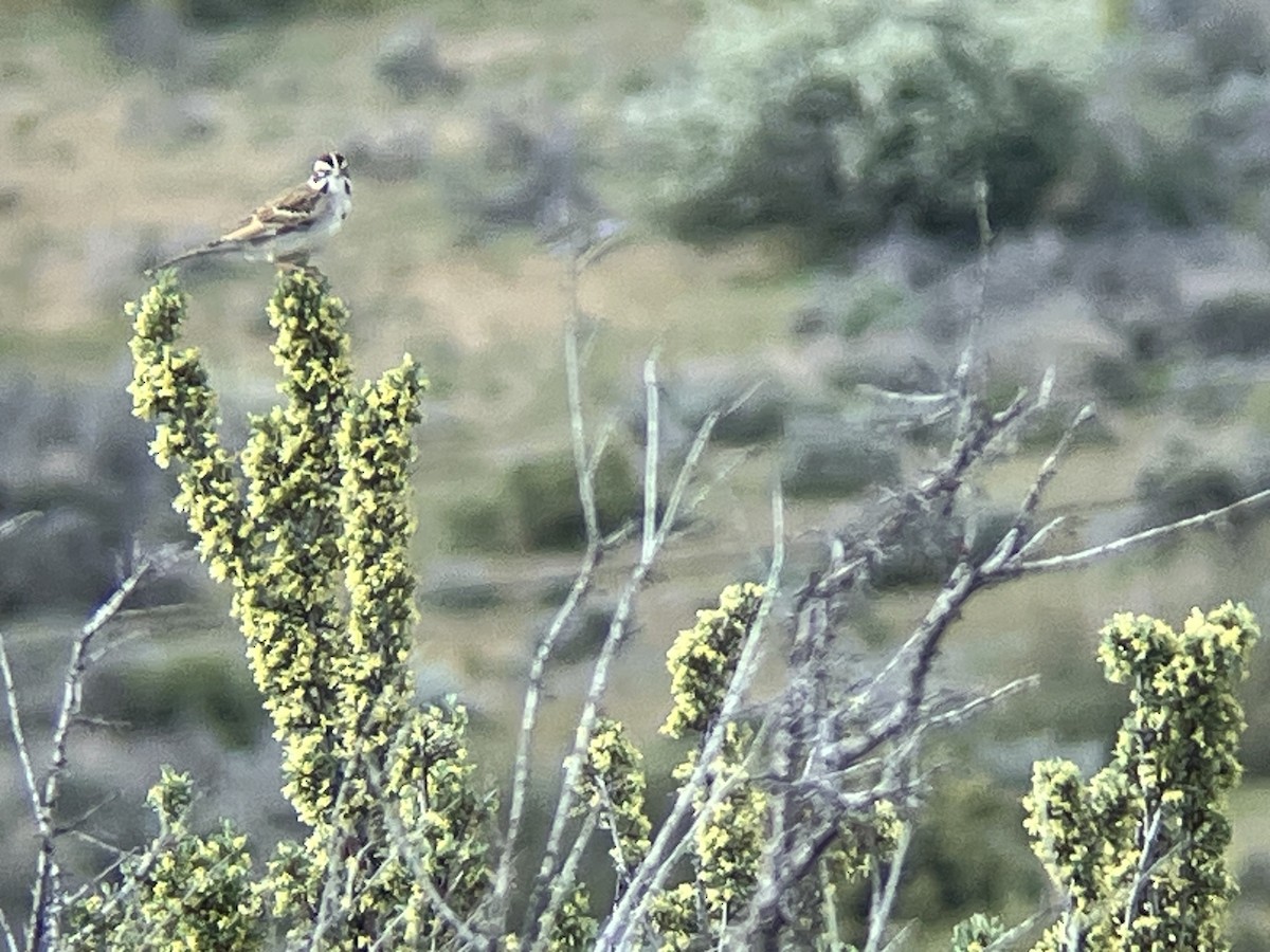 Lark Sparrow - Paul Hardy